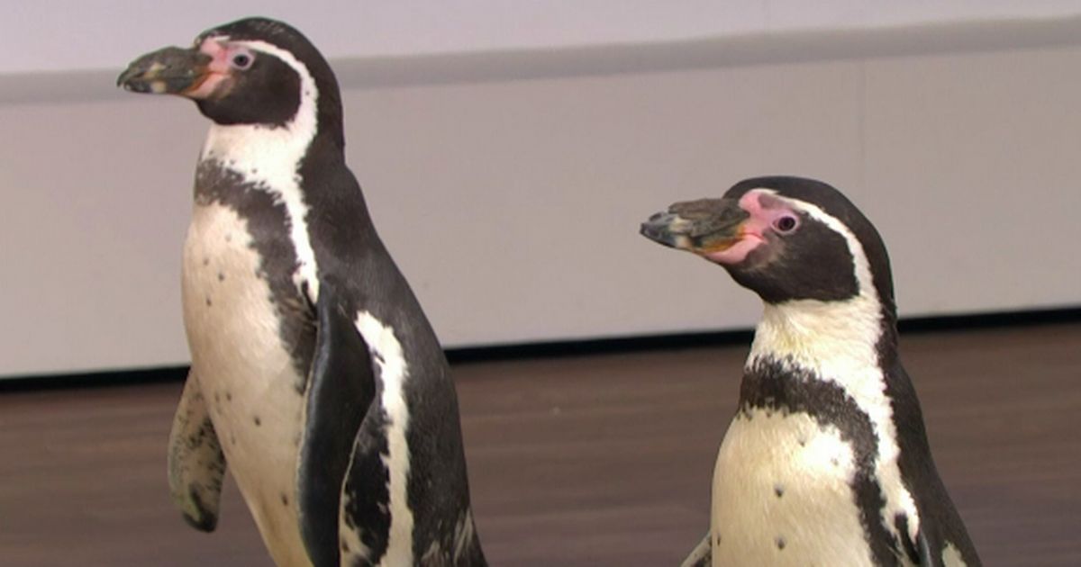 This Morning viewers in meltdown over adorable same-sex penguin couple