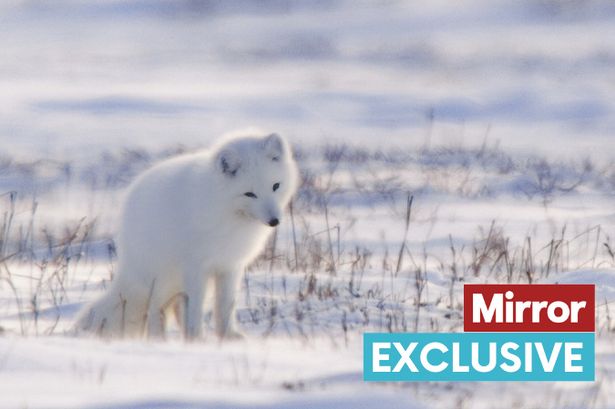 Beauty of animals that survive and thrive in snow and ice - from Arctic foxes to seals