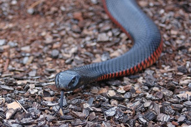 I'm A Celebrity gets early arrival as red-bellied black snake enters camp ahead of launch